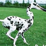 야야이거어때?