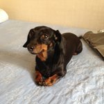 반려견을 떠나 보내야만 하는 슬픔