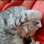 [우리고양이] (냥이)사랑이2탄