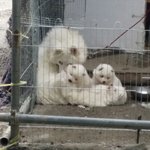 [죽었습니다] 오늘 강아지 한마리가..ㅠㅠ
