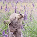 꽃향기에 <b>심취</b>한 귀여운 동물