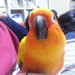 [앵무새] 부산 수영구 남천동 <b>부근</b>에서 썬코뉴어를 잃어버렸습니다ㅜ