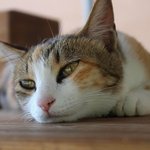 [우리고양이] 고양이 궁뎅이는 넓다.