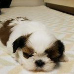 [반려견] 우여곡절끝에 가족이 된 애기시<b>츄</b> 모모이야기