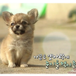 삼시<b>세끼</b> 산체그렸어요