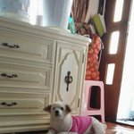 [유기견] 전라북도 <b>전주시</b> 중화산동2가 한신휴플러스아파트 근처에서...