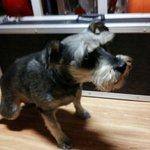 [유기견] 광화문 슈나우저- <b>세종</b>문화회관 뒷편에서 발견 (주인찾아요...