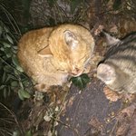 [넙적이] 1년가까이 구내염이 걸린채 살아온 넙적이.