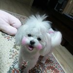 [반려견] 우리<b>집</b> 꼬마. 하루일상.