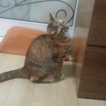 [ 돌아온 킁킁이 ]  킁킁이의 일상 친구와의 대결