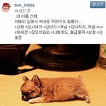 [연예가중계] 삼시세끼의 마스코드 <b>밍키</b>vs산체