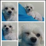 [제발댓글좀] 강아지간식요리사 <b>수제</b>간식 이라고 들어보셧지요 ~?간식만든느요자