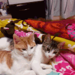 [쁘니단비] 다정다정 <b>열매</b>를 먹은 쁘단^^