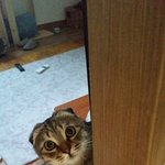 빵꼬네