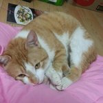 [우리고양이] 우리 고양이 완전 귀욥지><
