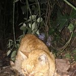 [넙적이] 1년가까이 구내염이 걸린채 살아온 넙적이 <b>임보처</b> 구합니다.