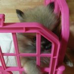 [<b>몽이</b>] <b>몽이</b>의변화