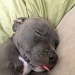 <b>꿀잠</b> 혹은 떡실신