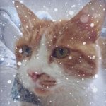 너무 보고픈 우리 <b>야옹</b>이! 애틋한 마음을 이렇게 표현해 봅니다.
