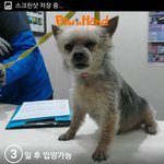 유기견아이들, 꼭 이리 취급받아야하나요?