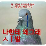 [EXO] 야 솔직히 비둘기 존ㄴ나 불쌍함