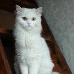 [고양이] 고양이 공작<b>부인</b>