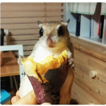 하늘다람쥐 군고구마 먹방! 군고구마 잡숴볼텨?