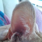 [EXO] 우리집 고양이 귀로 타자도 침