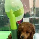 [EXO] ㅅㄷ <b>푸들</b>