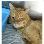 [넙적이] 길생활하면서 1년가까이 구내염이 걸린채 살아온 <b>넙적</b>이...