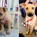 입양 전과 후 <b>동물</b>들의 표정변화