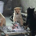 너무 추웠던 멍뭉이들