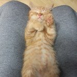 [순금순금] 우리집 귀욤둥이 아<b>깽이</b>~순금