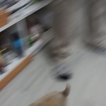 [왕귀비비] 장모치와와 비비 어린시절부터 쭈욱~