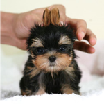 [바우바우] [바우바우]미란다 커의 강아지/요크셔테리어