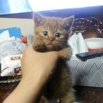[<b>순금</b>순금] (2탄)우리집 귀욤둥이 아깽이~<b>순금</b>이