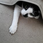 뉴질랜드 고양이 <b>모찌</b> 이야기  1.