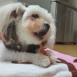 쪼~~꼬매서 꼬미라 불리는 우리 강아지