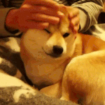 [EXO] <b>승무원학원</b> 다닌애있음?