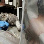 [까미] <b>넉</b>살좋은 길고양이 까미.