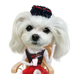 [말티즈] <b>러블</b> <b>러블</b>한 말티즈