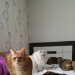 빵꼬네