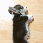 [숏다리<b>아메</b>] 매력 숏다리 <b>아메</b>의 기적이야기