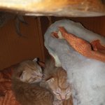 코숏 치즈태비 새끼고양이 3마리 분양합니다