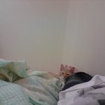 [<b>앙큼</b>한재비] <b>앙큼</b>한 고양이 <b>앙큼</b>이가 지켜보고 있다