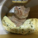 [<b>순금</b>순금] +<b>순금</b>순금한 <b>순금</b>이~