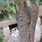 길 고양이
