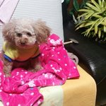 푸들) 저희집 막내딸 꽃닢이에요^^(귀염<b>주위</b>)