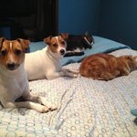 침대 <b>홀릭</b> 동물들