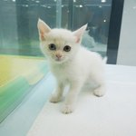 <b>터키</b>쉬앙고라분양 !!!!!